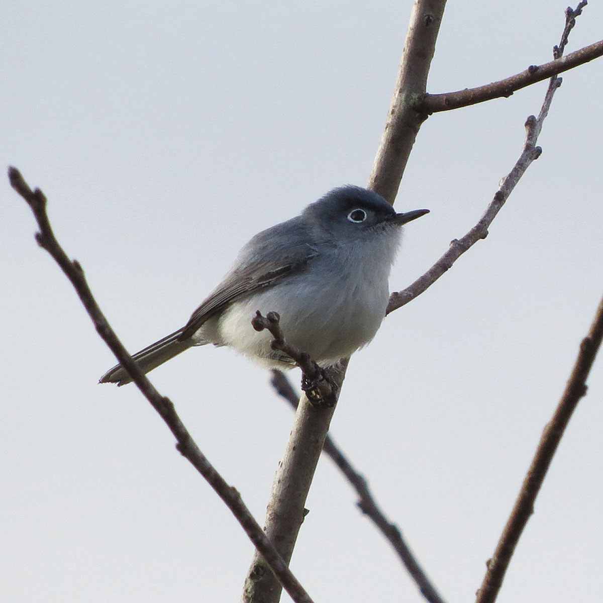 Blue-gray Gnatcatcher svg #2, Download drawings