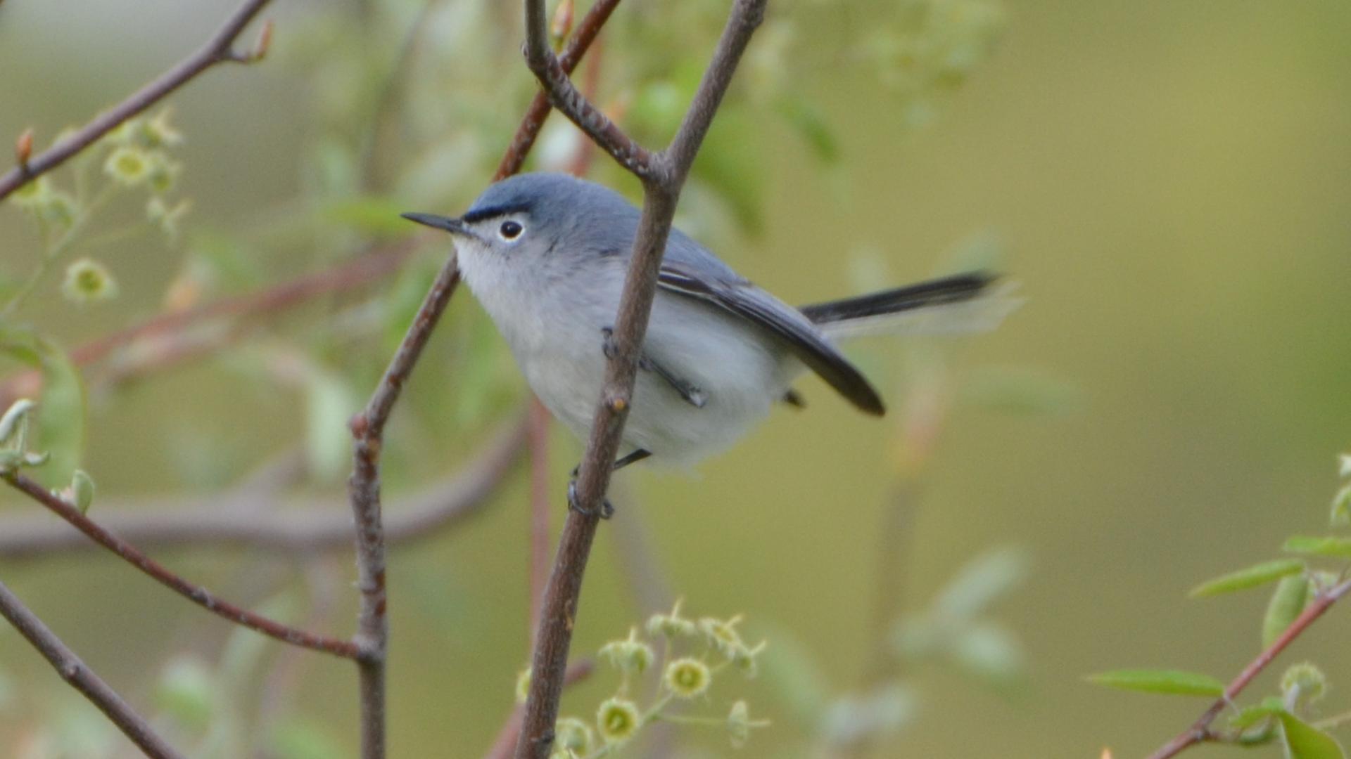 Blue-gray Gnatcatcher svg #3, Download drawings