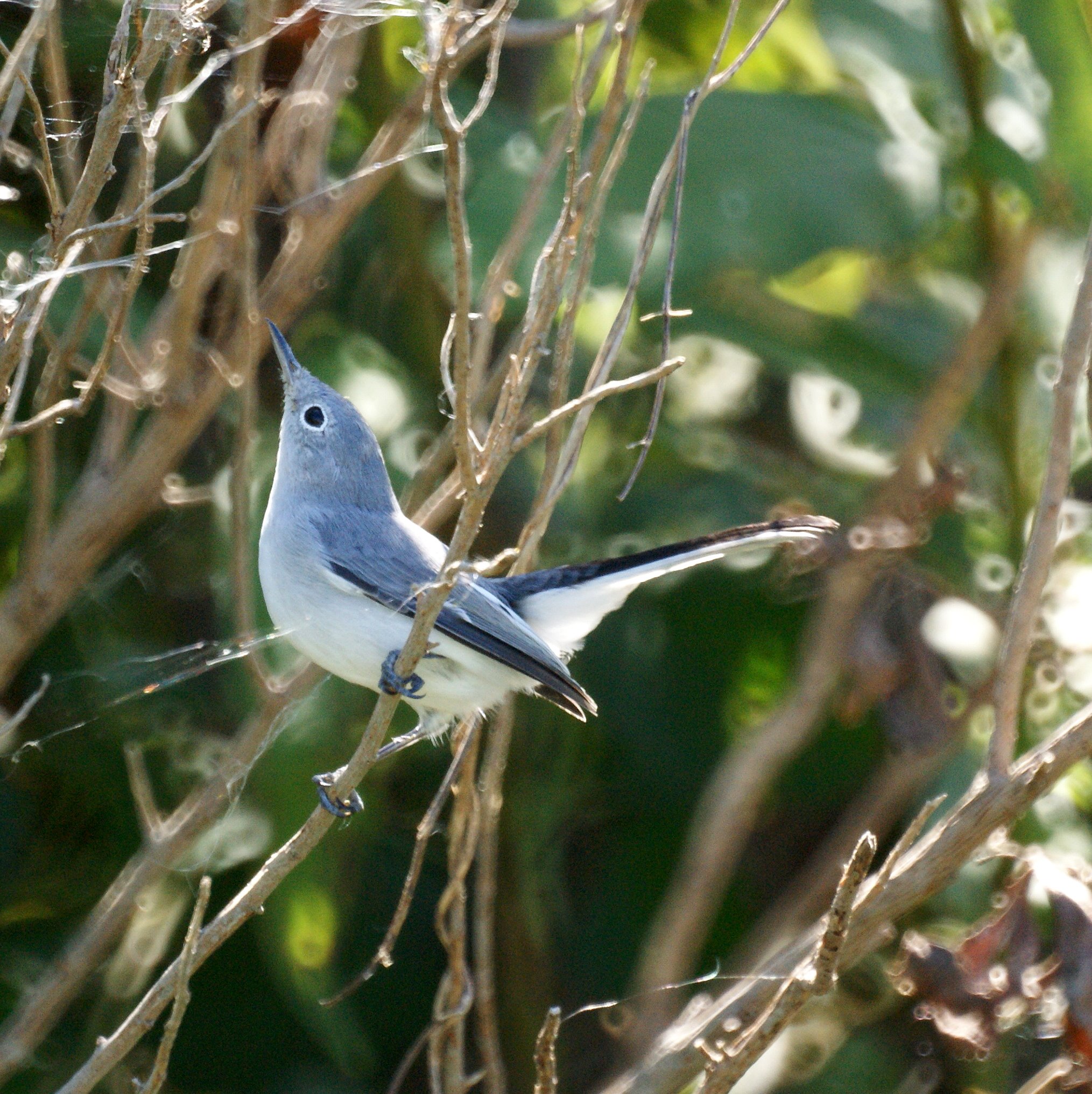 Blue-gray Gnatcatcher svg #6, Download drawings