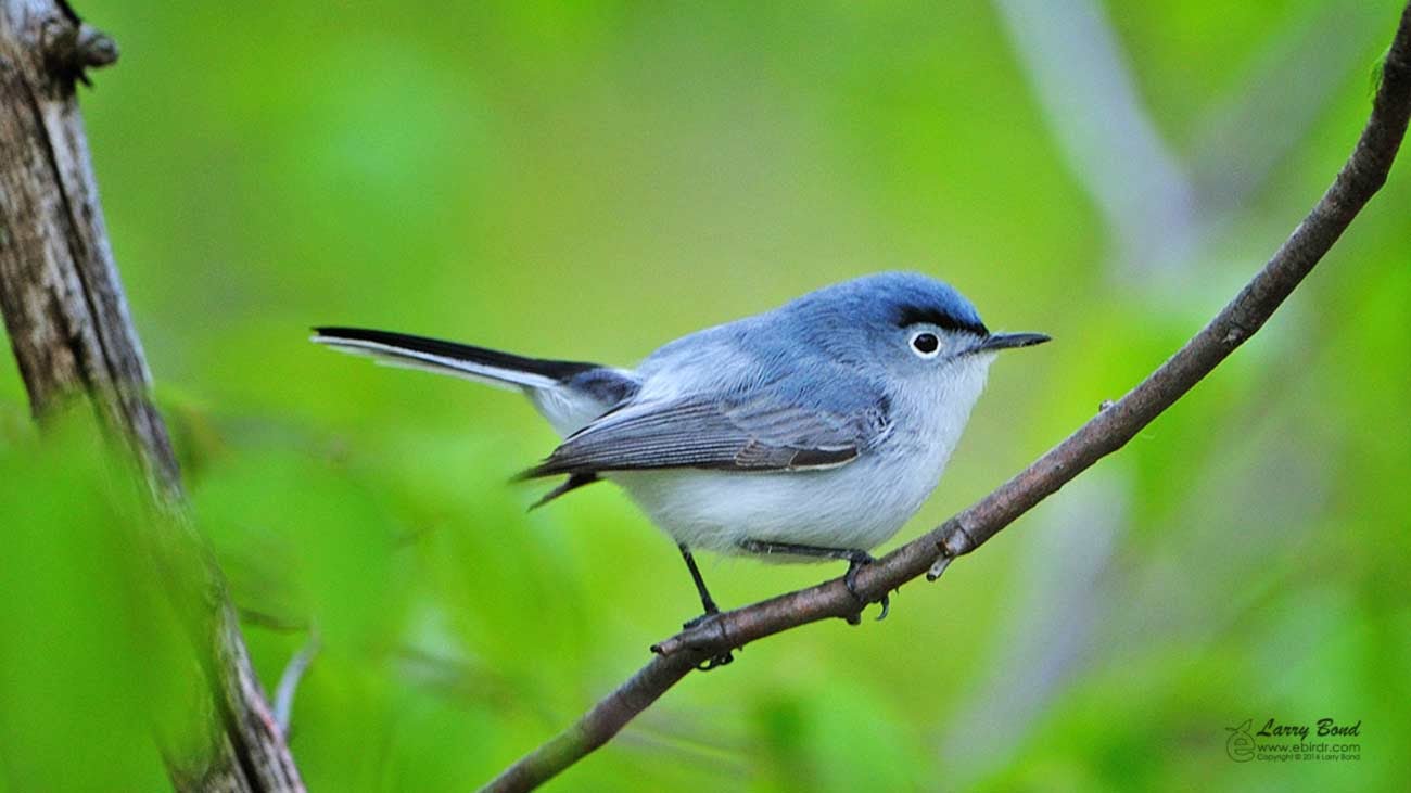 Blue-gray Gnatcatcher svg #18, Download drawings
