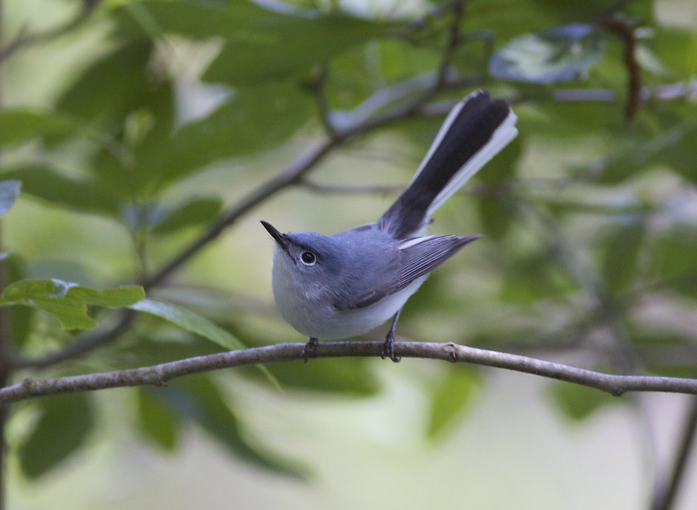 Blue-gray Gnatcatcher svg #17, Download drawings