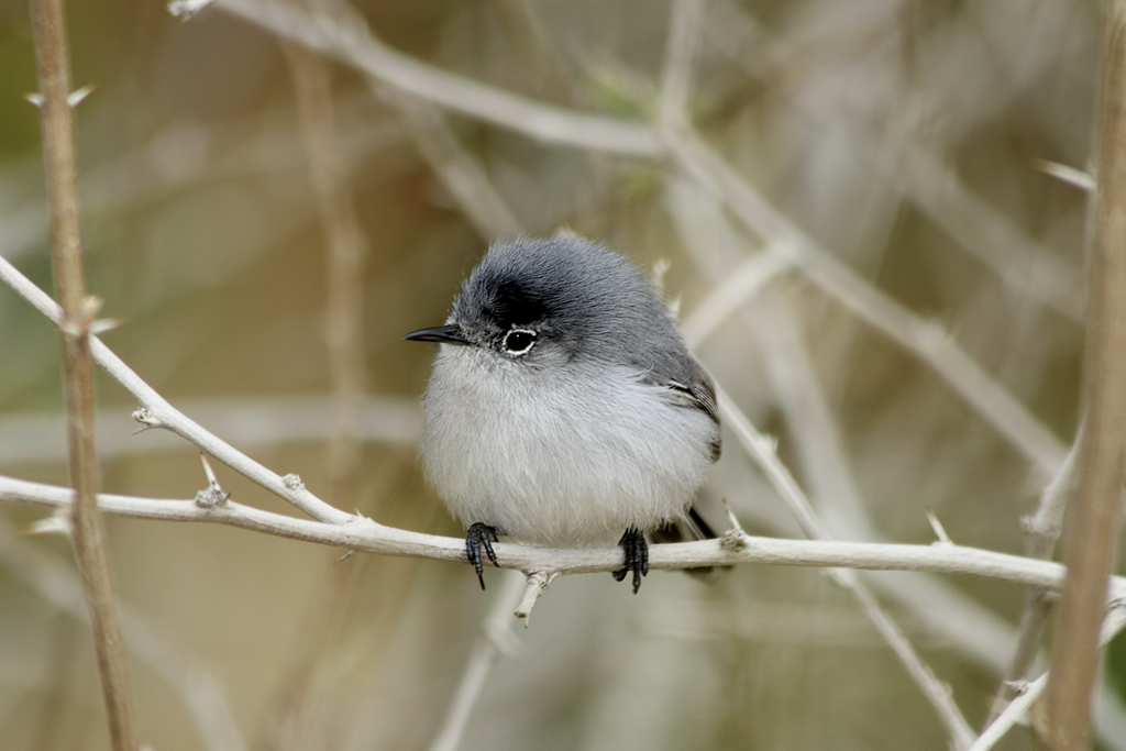 Blue-gray Gnatcatcher svg #16, Download drawings
