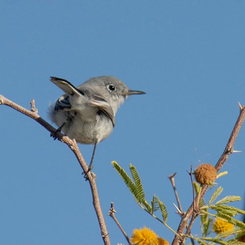 Blue-gray Gnatcatcher svg #14, Download drawings