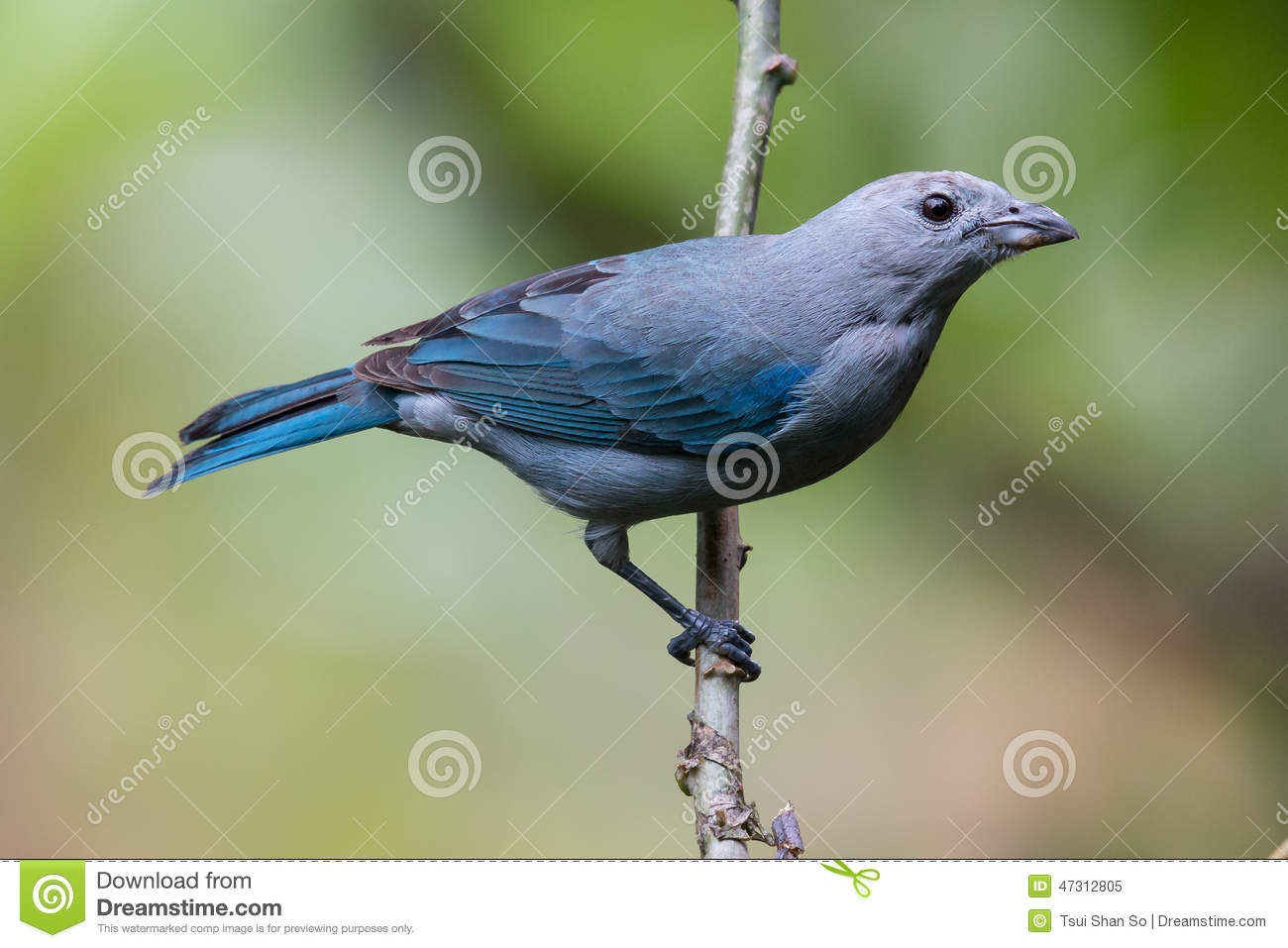 Blue-grey Tanager clipart #12, Download drawings