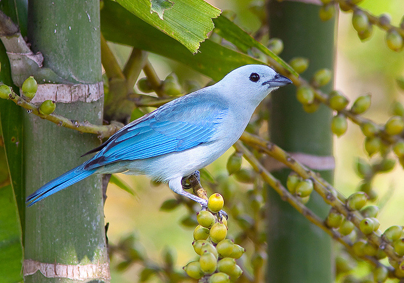Blue-grey Tanager coloring #7, Download drawings