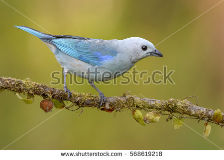 Blue-grey Tanager coloring #8, Download drawings