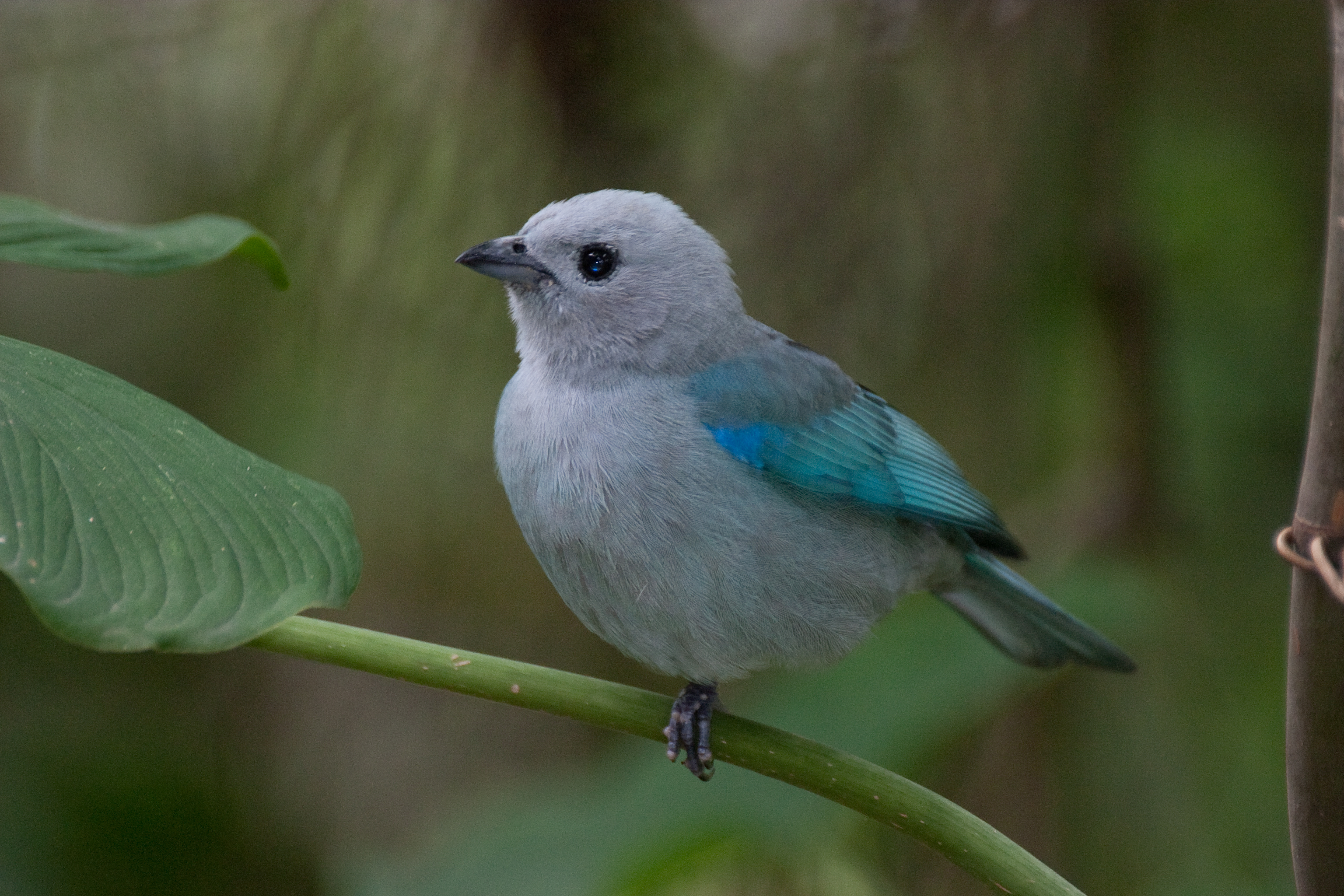 Blue-grey Tanager svg #4, Download drawings