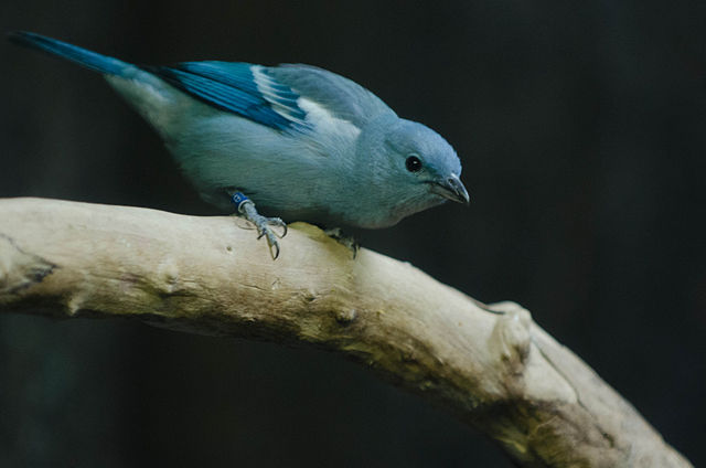 Blue-grey Tanager svg #3, Download drawings