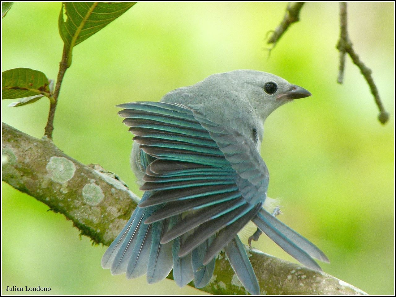 Blue-grey Tanager svg #10, Download drawings