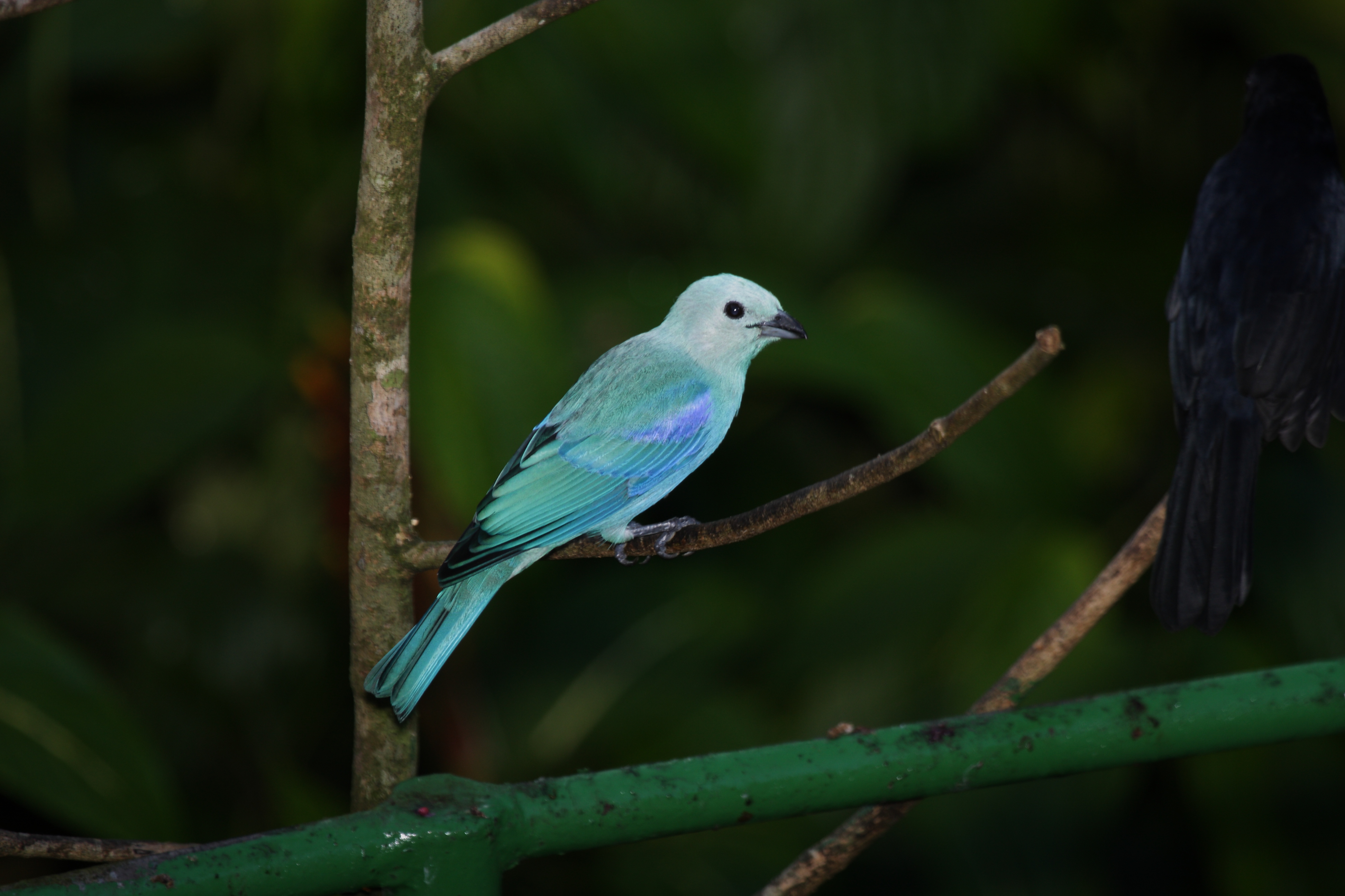 Blue-grey Tanager svg #5, Download drawings