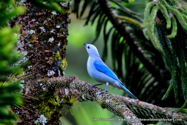 Blue-grey Tanager svg #20, Download drawings