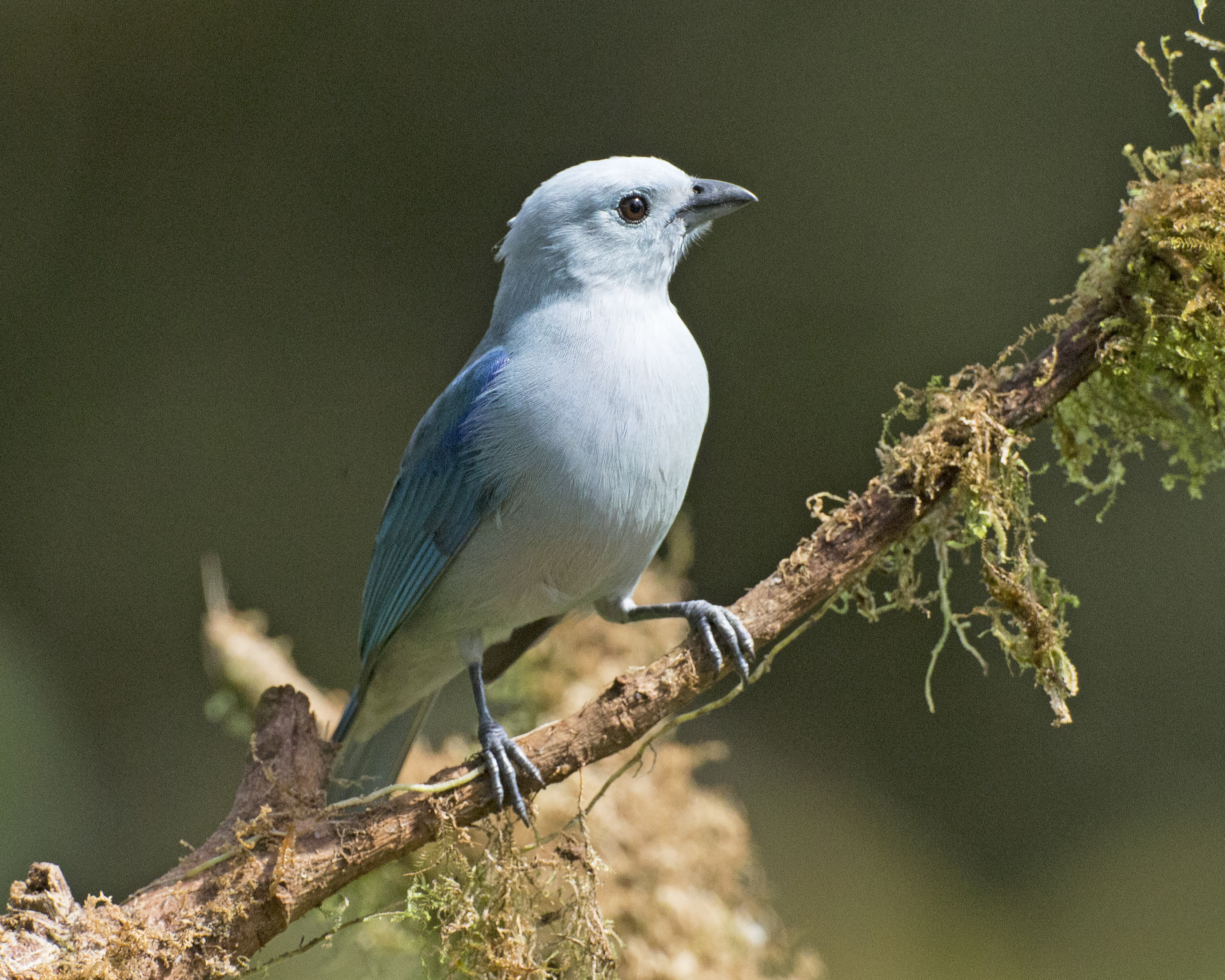 Blue-grey Tanager svg #19, Download drawings