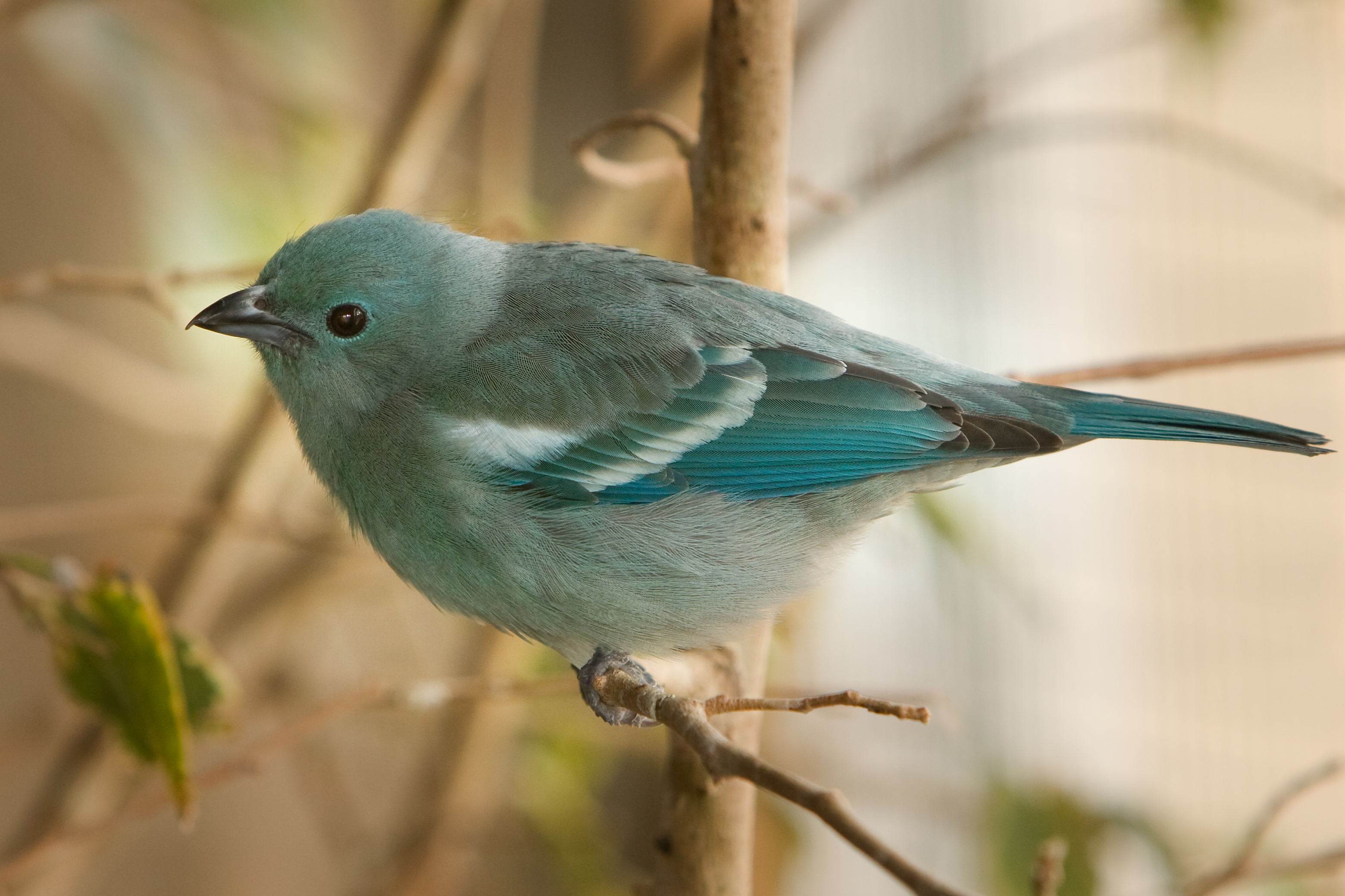 Blue-grey Tanager svg #8, Download drawings
