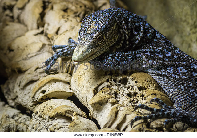 Blue-spotted Tree Monitor coloring #9, Download drawings