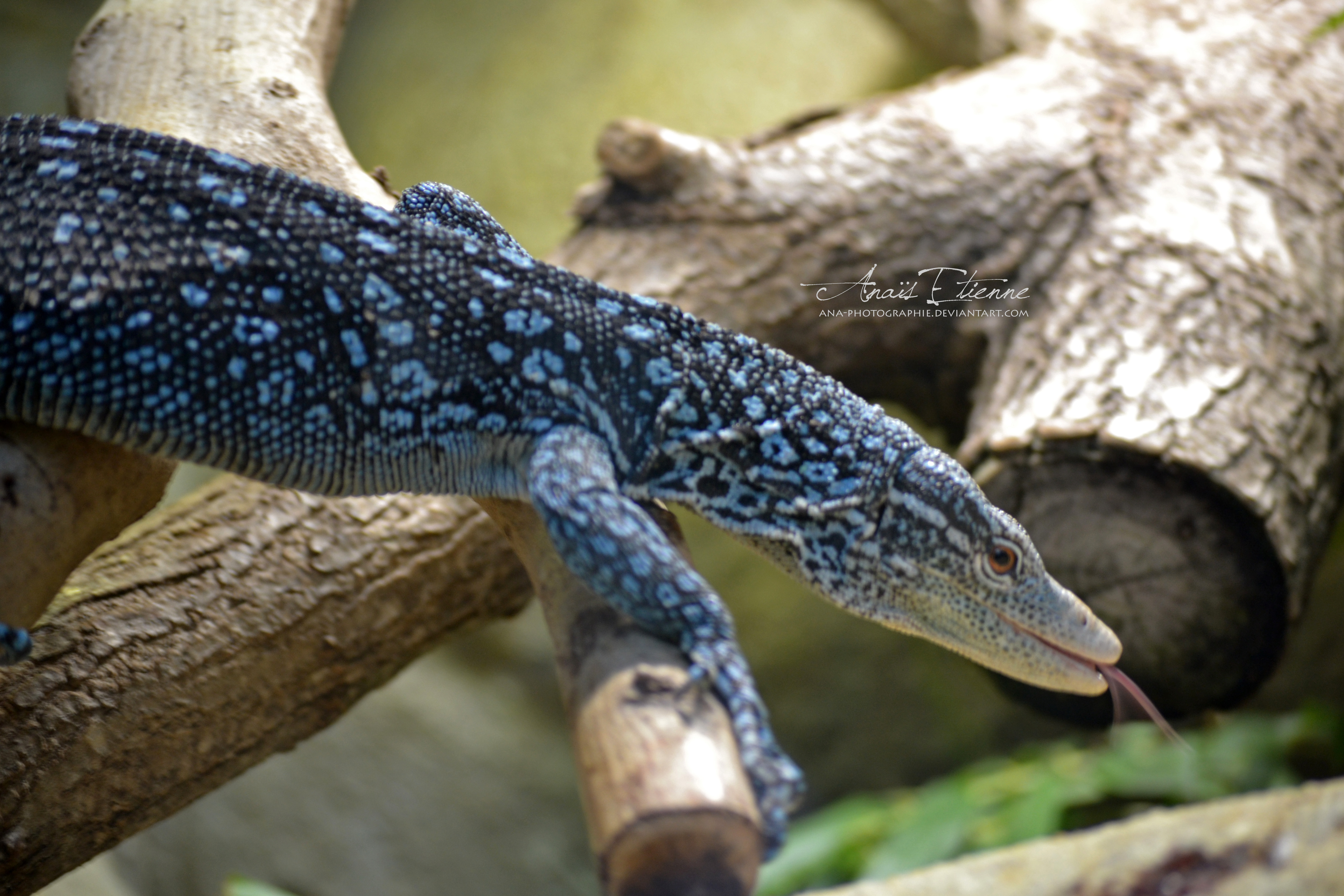 Blue-spotted Tree Monitor clipart #3, Download drawings