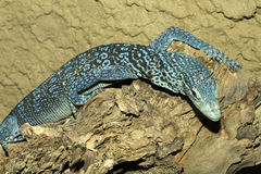 Blue-spotted Tree Monitor clipart #18, Download drawings