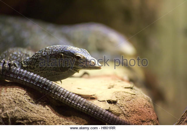 Blue-spotted Tree Monitor clipart #14, Download drawings