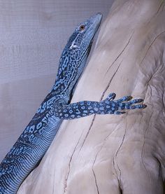 Blue-spotted Tree Monitor clipart #12, Download drawings