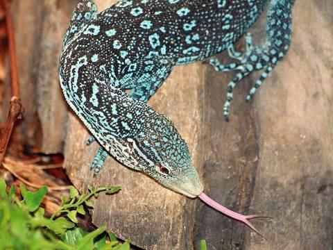 Blue-spotted Tree Monitor coloring #12, Download drawings