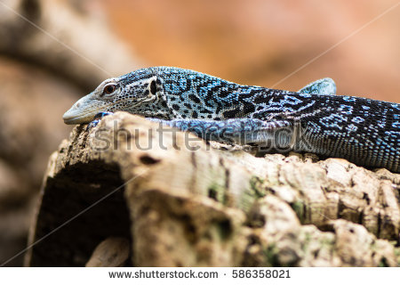 Blue-spotted Tree Monitor coloring #10, Download drawings