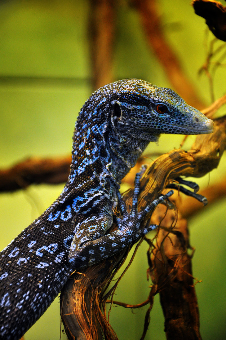 Blue-spotted Tree Monitor coloring #4, Download drawings