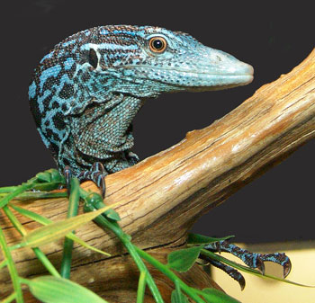 Blue-spotted Tree Monitor coloring #5, Download drawings