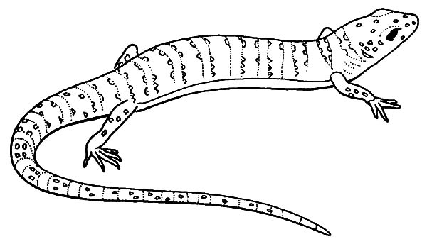 Monitor Lizard coloring #17, Download drawings