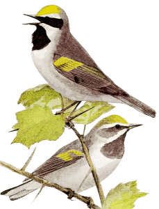 Swainson's Warbler clipart #4, Download drawings