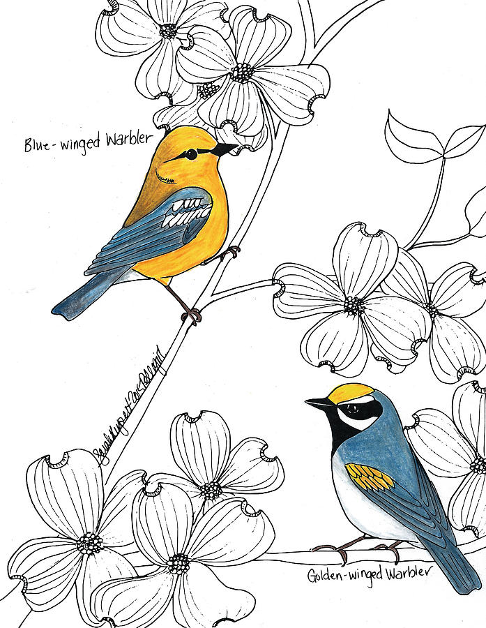 Blue-winged Warbler coloring #5, Download drawings