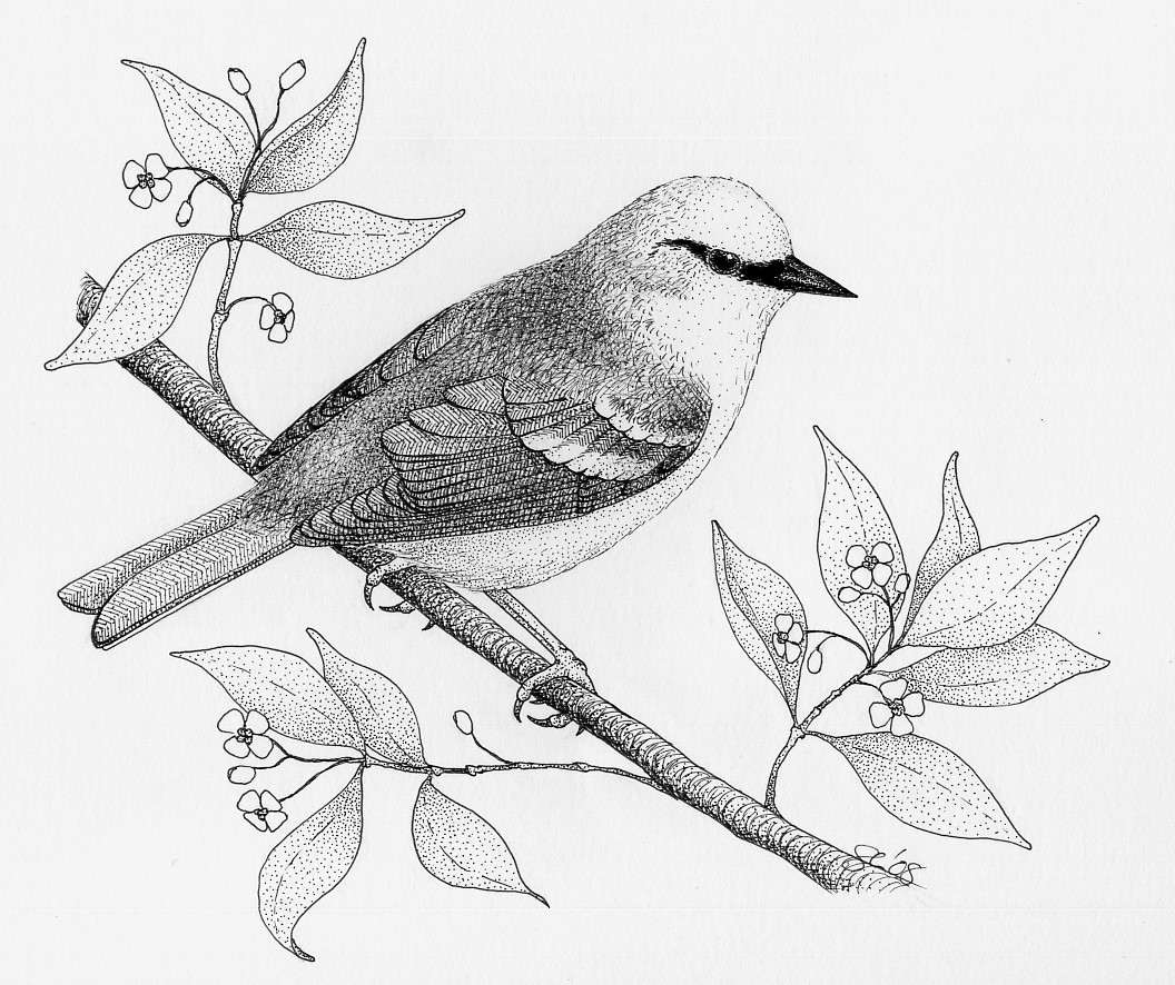 Blue-winged Warbler coloring #12, Download drawings