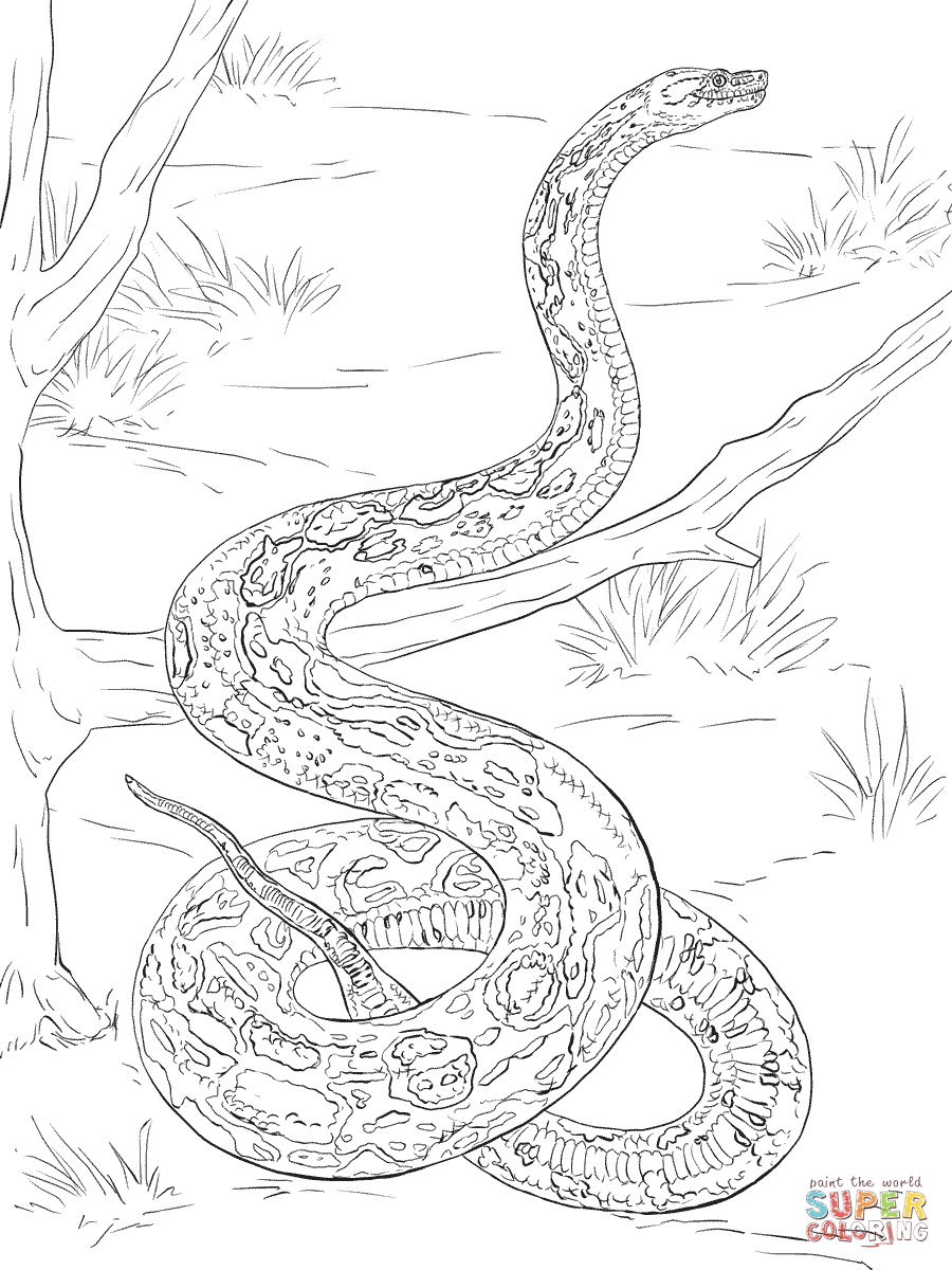 Boa Constrictor coloring #5, Download drawings