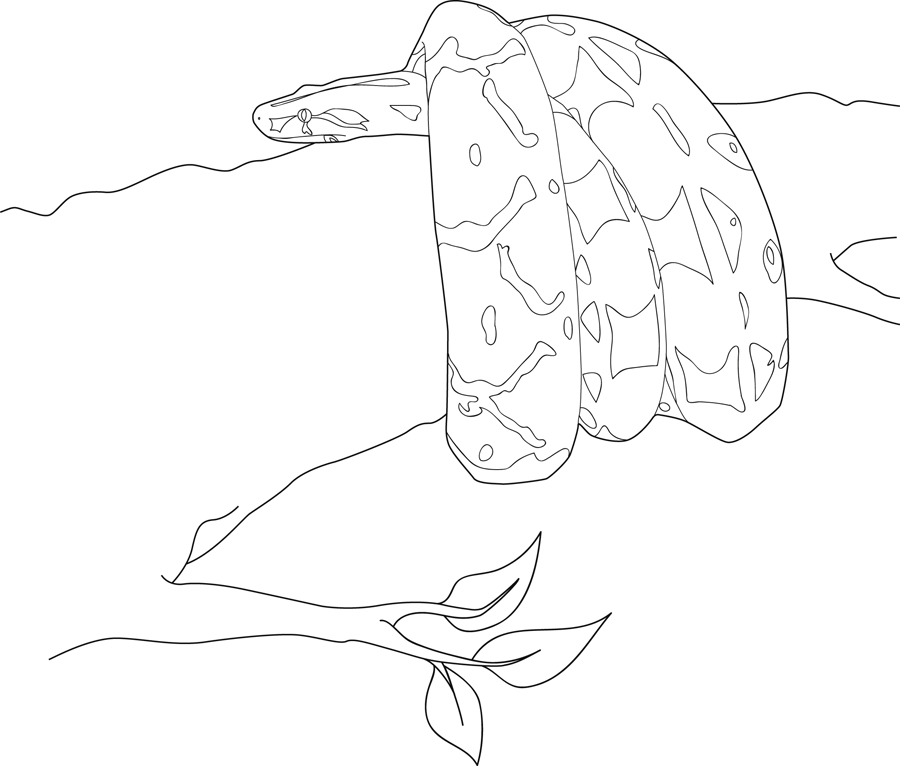 Boa Constrictor coloring #8, Download drawings