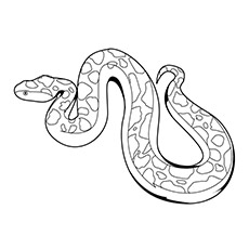 Boa Constrictor coloring #1, Download drawings