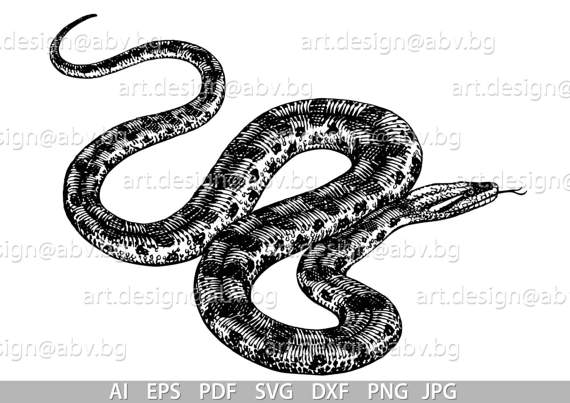 Boa Constrictor svg #11, Download drawings