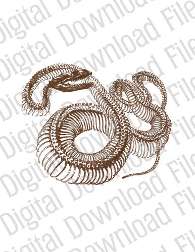 Boa Constrictor svg #19, Download drawings