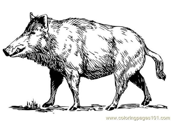 Boar coloring #13, Download drawings