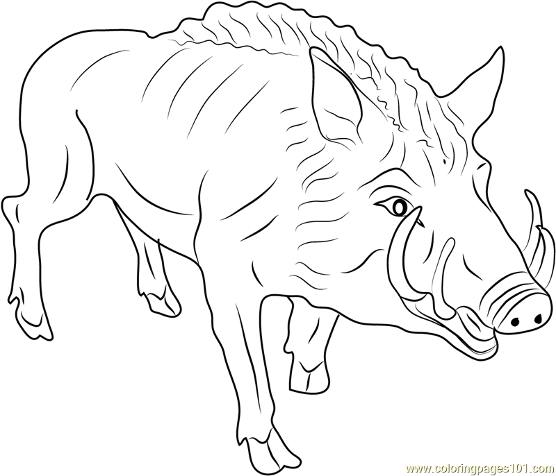 Boar coloring #11, Download drawings