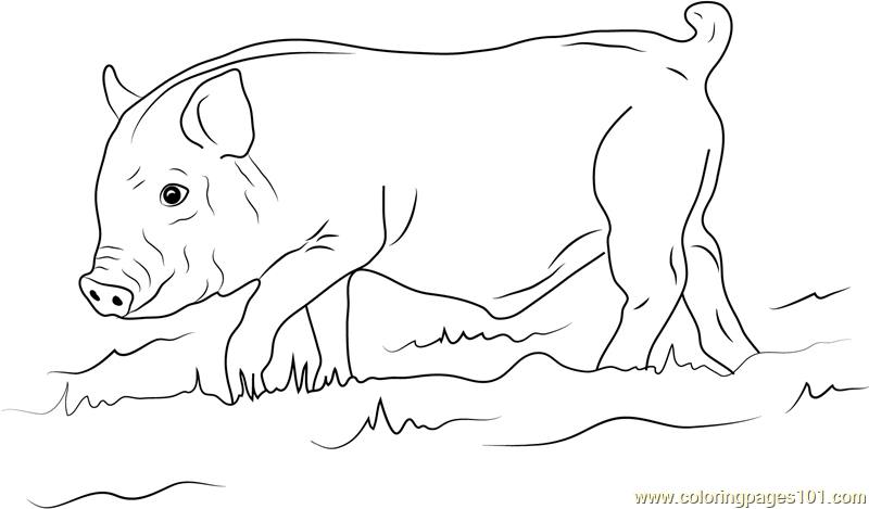 Boar coloring #1, Download drawings