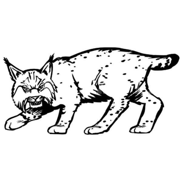 Bobcat coloring #6, Download drawings