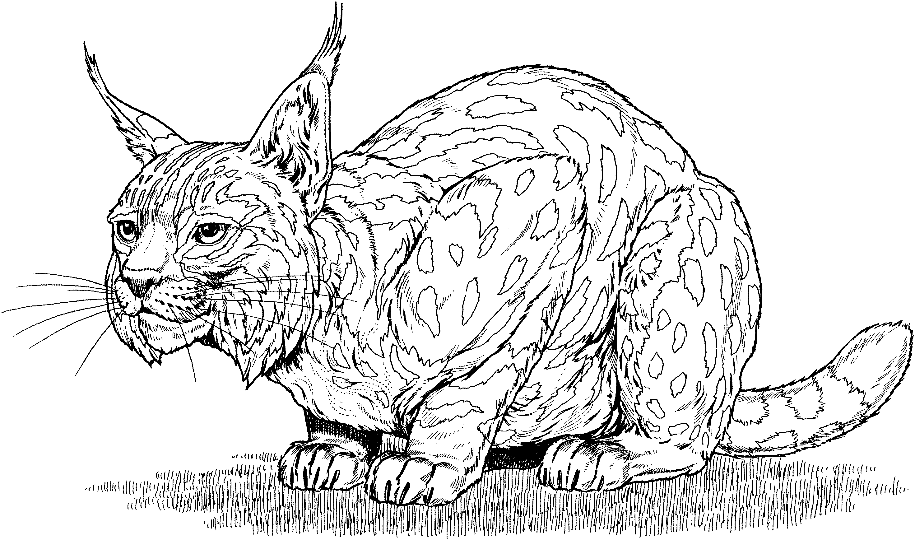 Bobcat coloring #8, Download drawings