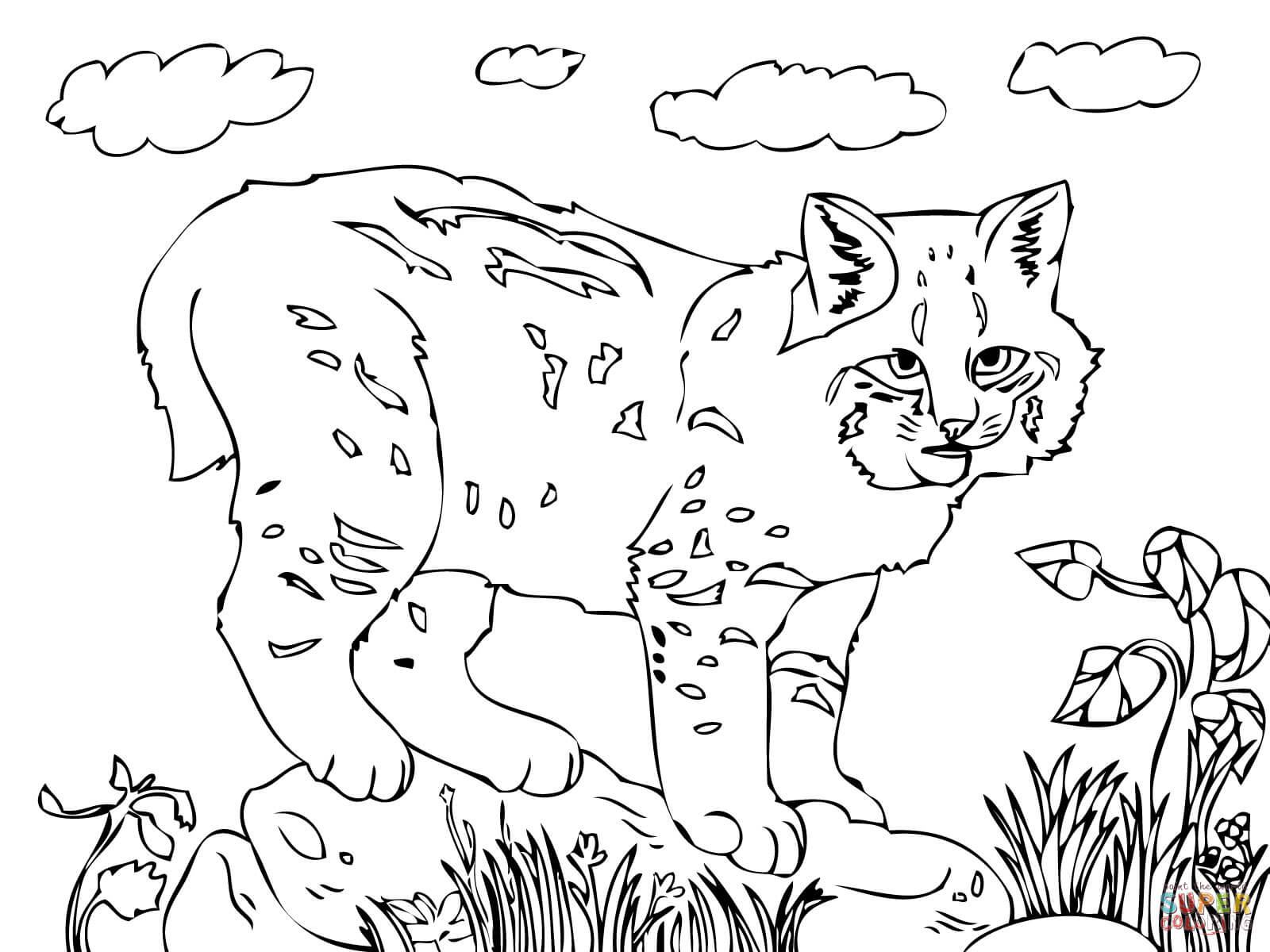 Bobcat coloring #9, Download drawings