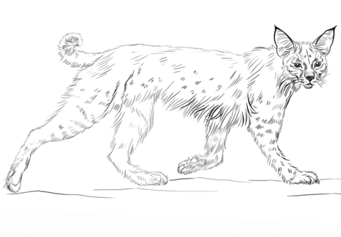 Bobcat coloring #3, Download drawings