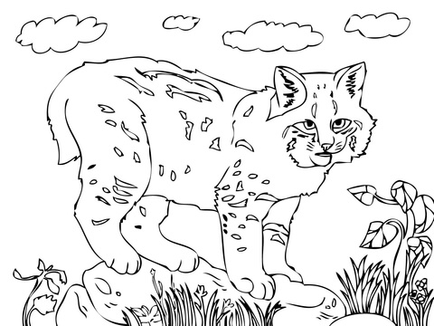 Bobcat coloring #12, Download drawings