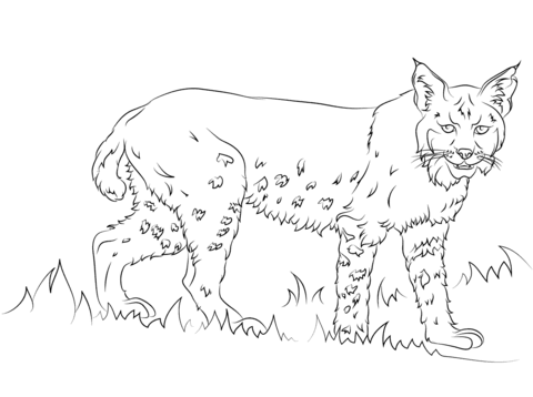 Bobcat coloring #2, Download drawings