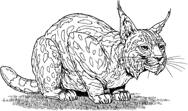 Bobcat coloring #7, Download drawings