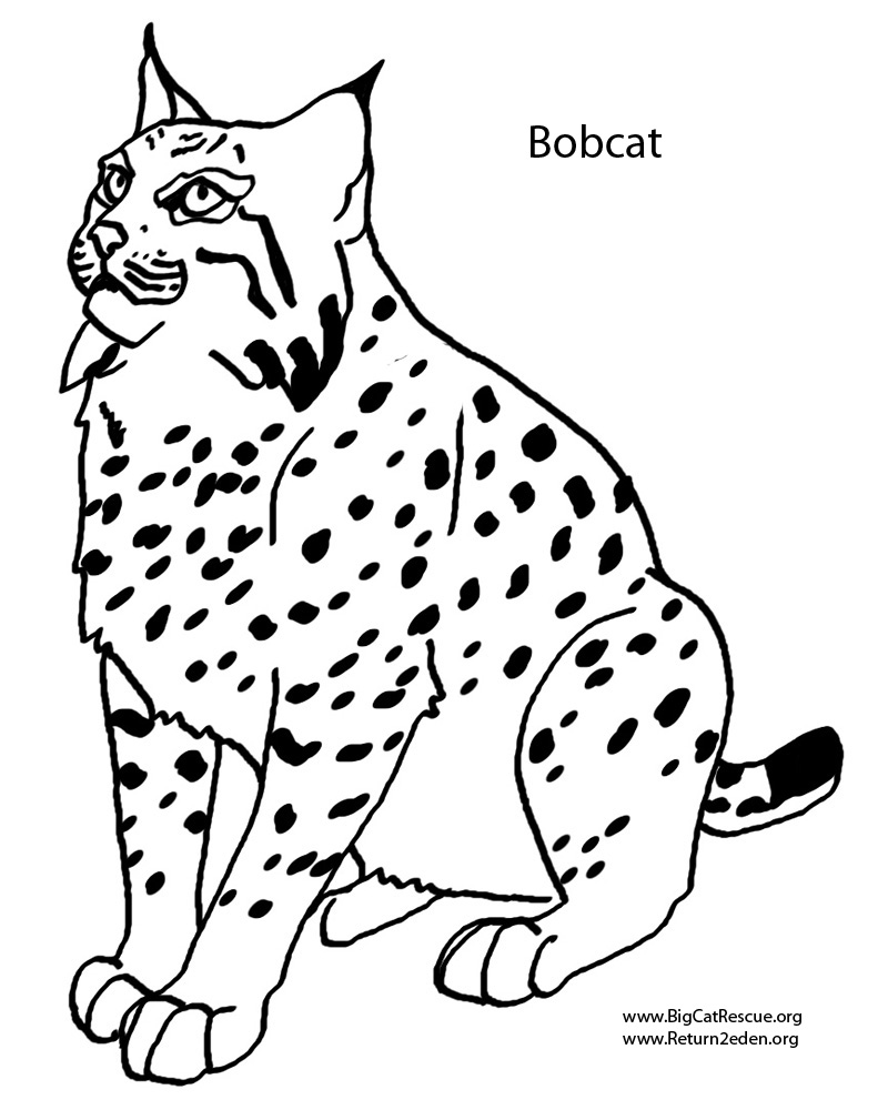 Bobcat coloring #14, Download drawings