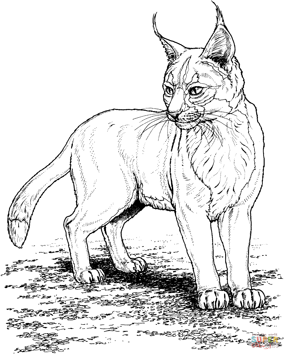 Bobcat coloring #16, Download drawings