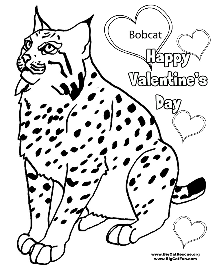 Bobcat coloring #1, Download drawings