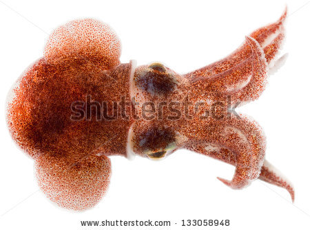 Bobtail Squid clipart #12, Download drawings