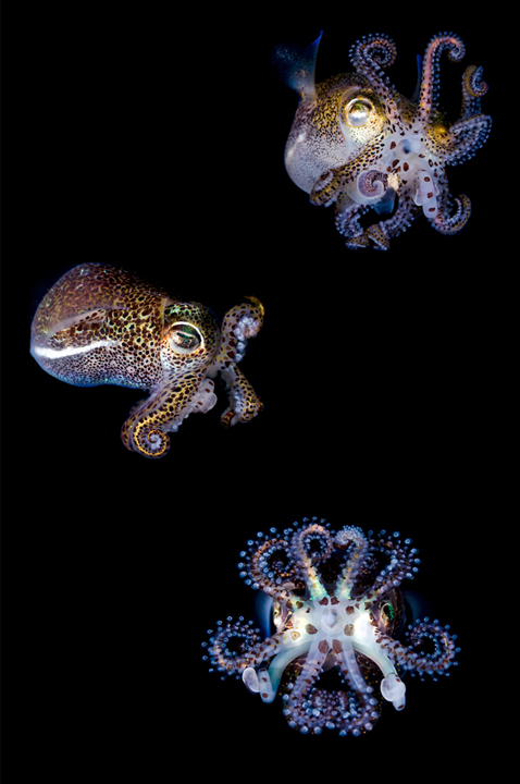 Bobtail Squid clipart #9, Download drawings